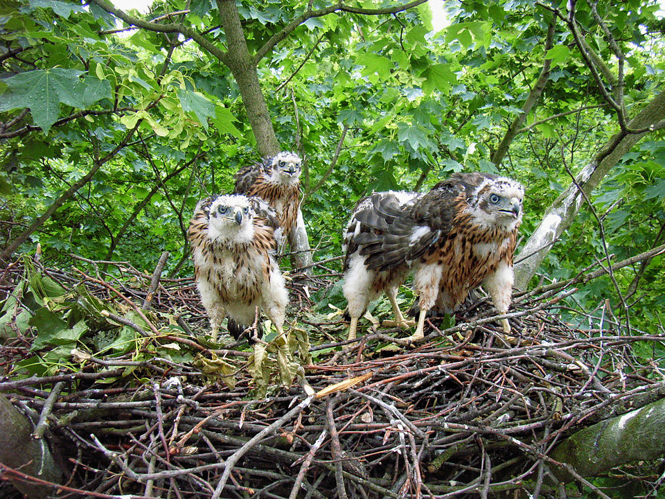 960px Acc nest