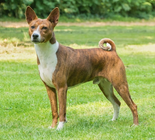 Basenji dog