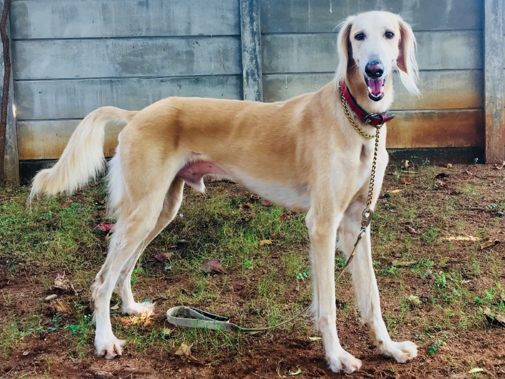 Saluki in India