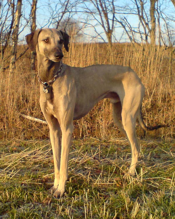 Sloughi male