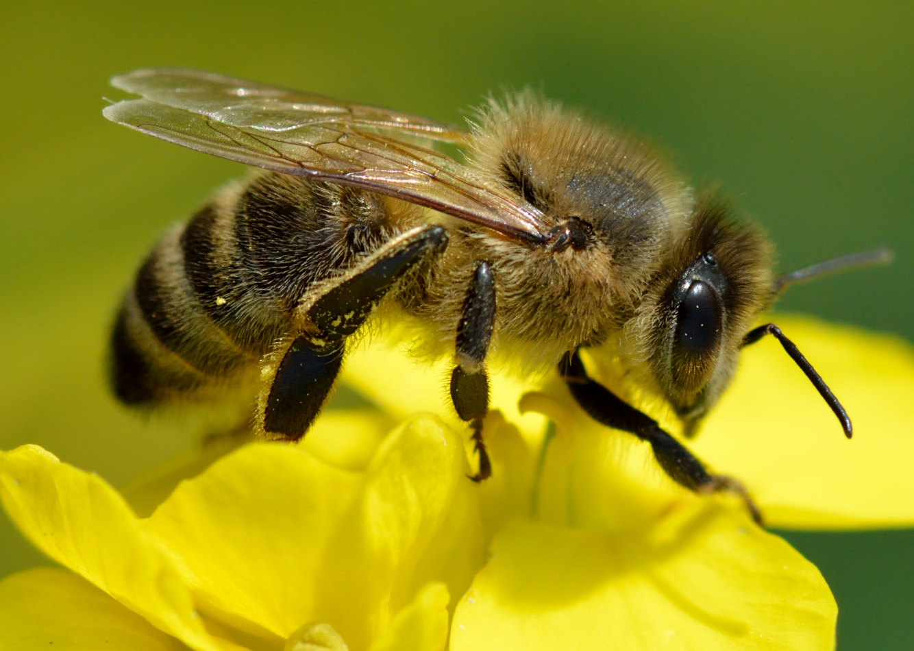 Apis mellifera k