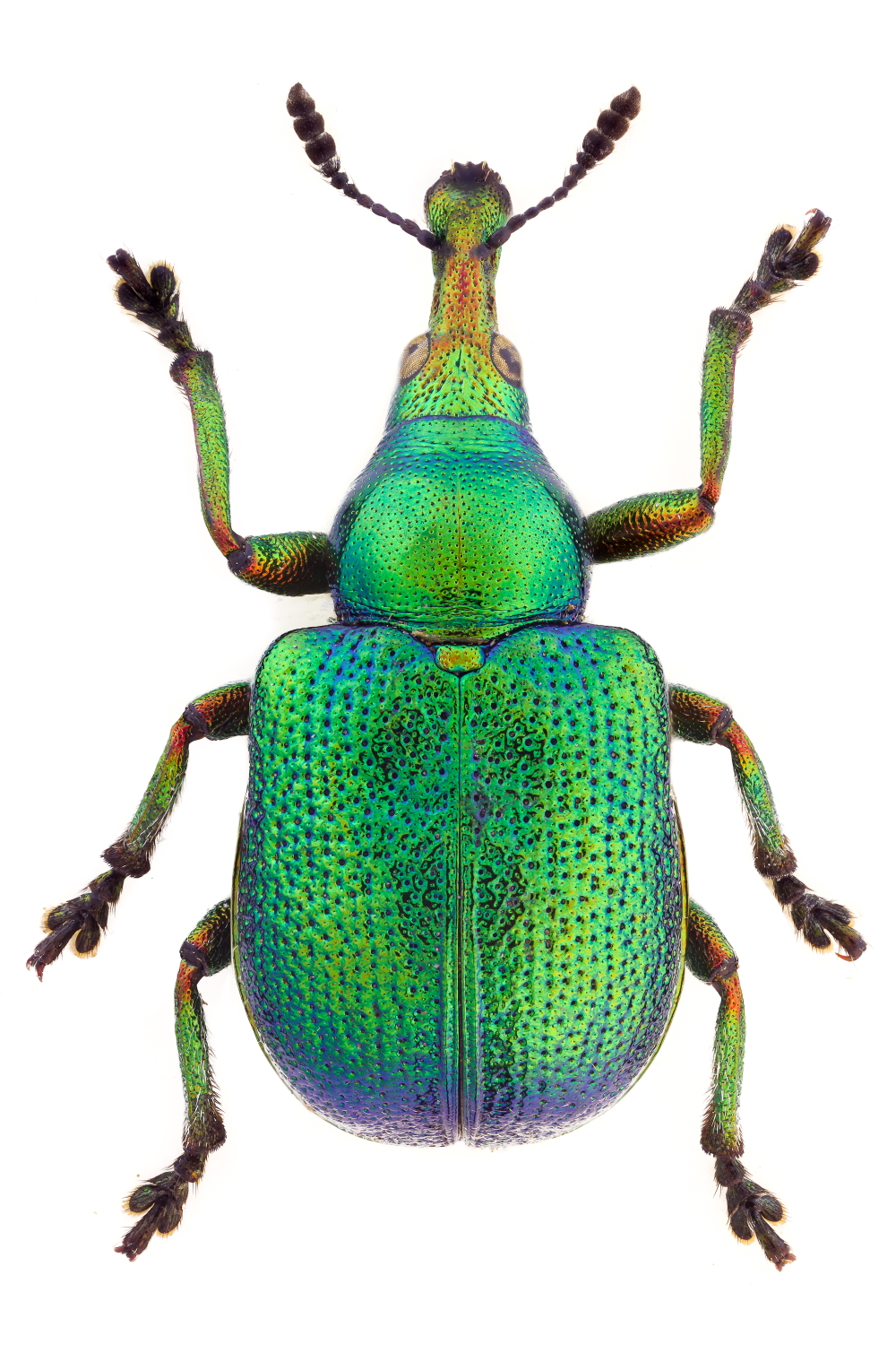 Byctiscus betulae 1000