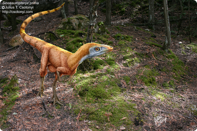Csotonyi Paleo5