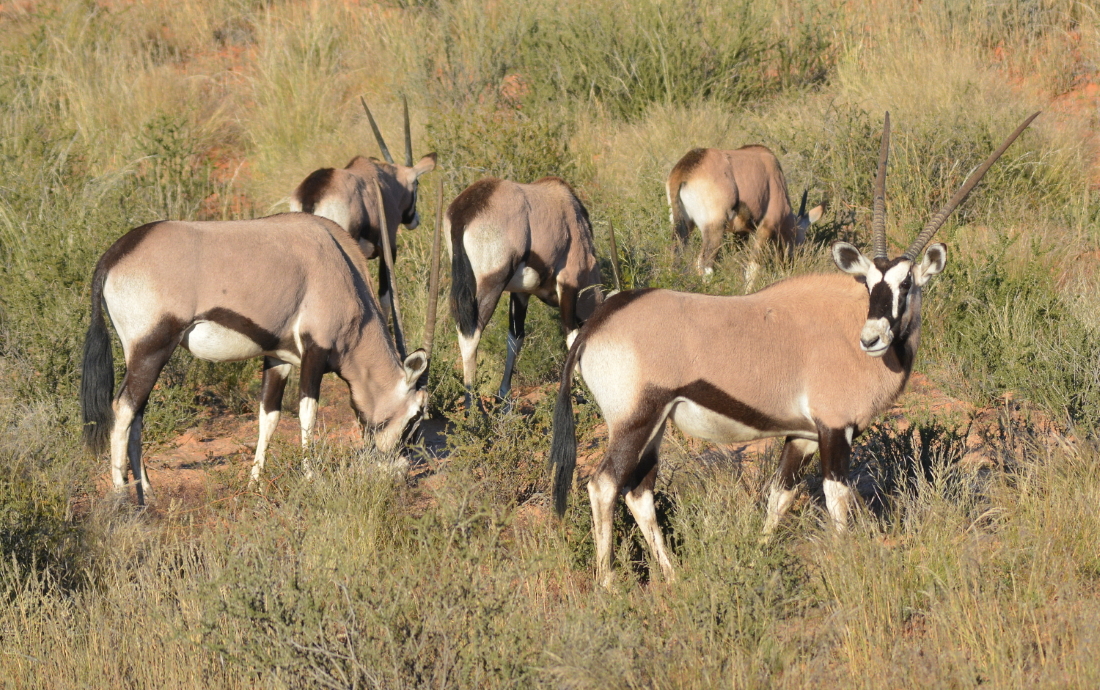Gemsbok OryxGazella 1100
