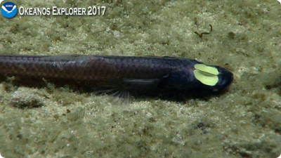 Ipnops meadi Samoa