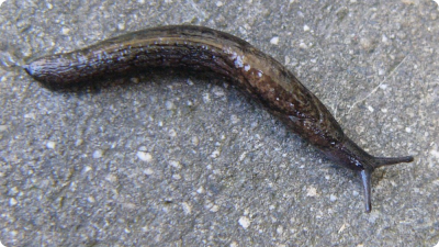 SpanyolMeztelencsiga2 bp iCsupasz