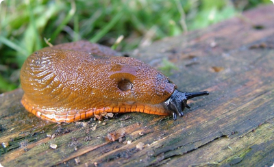 SpanyolMeztelencsiga4
