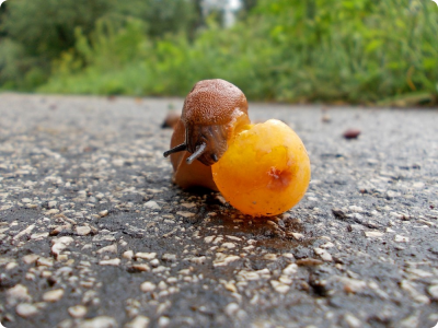 SpanyolMeztelencsiga5