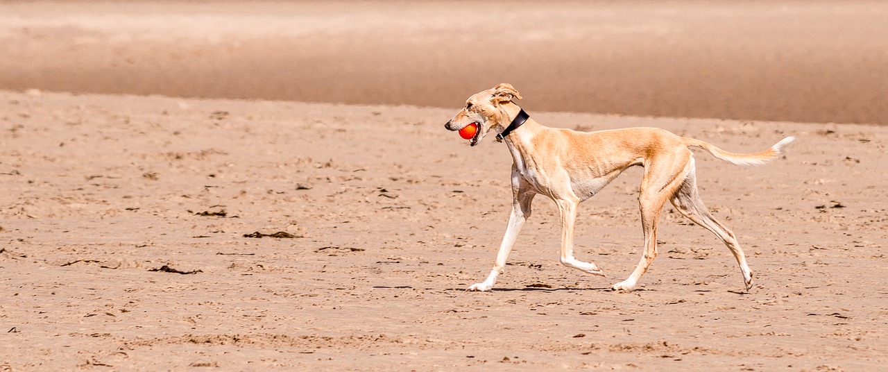 greyhound