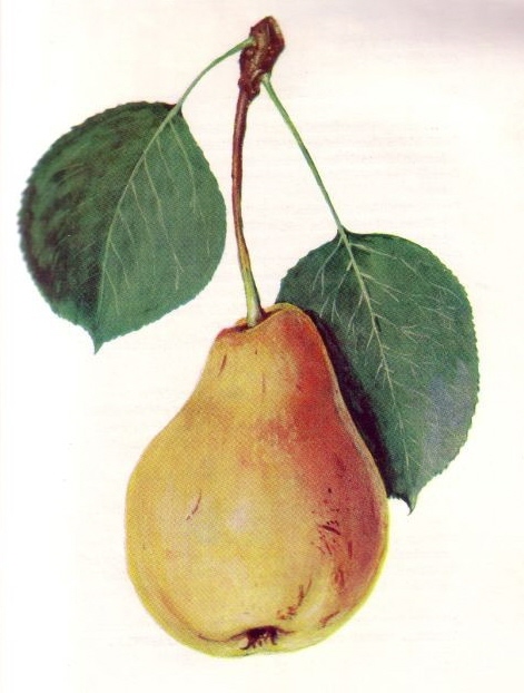 karman korte wilaghalorol