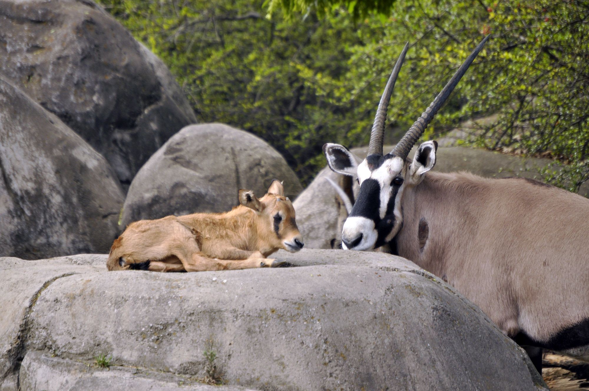 oryx baby