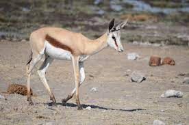 oryx borju