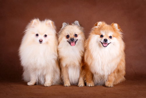 pomerania1